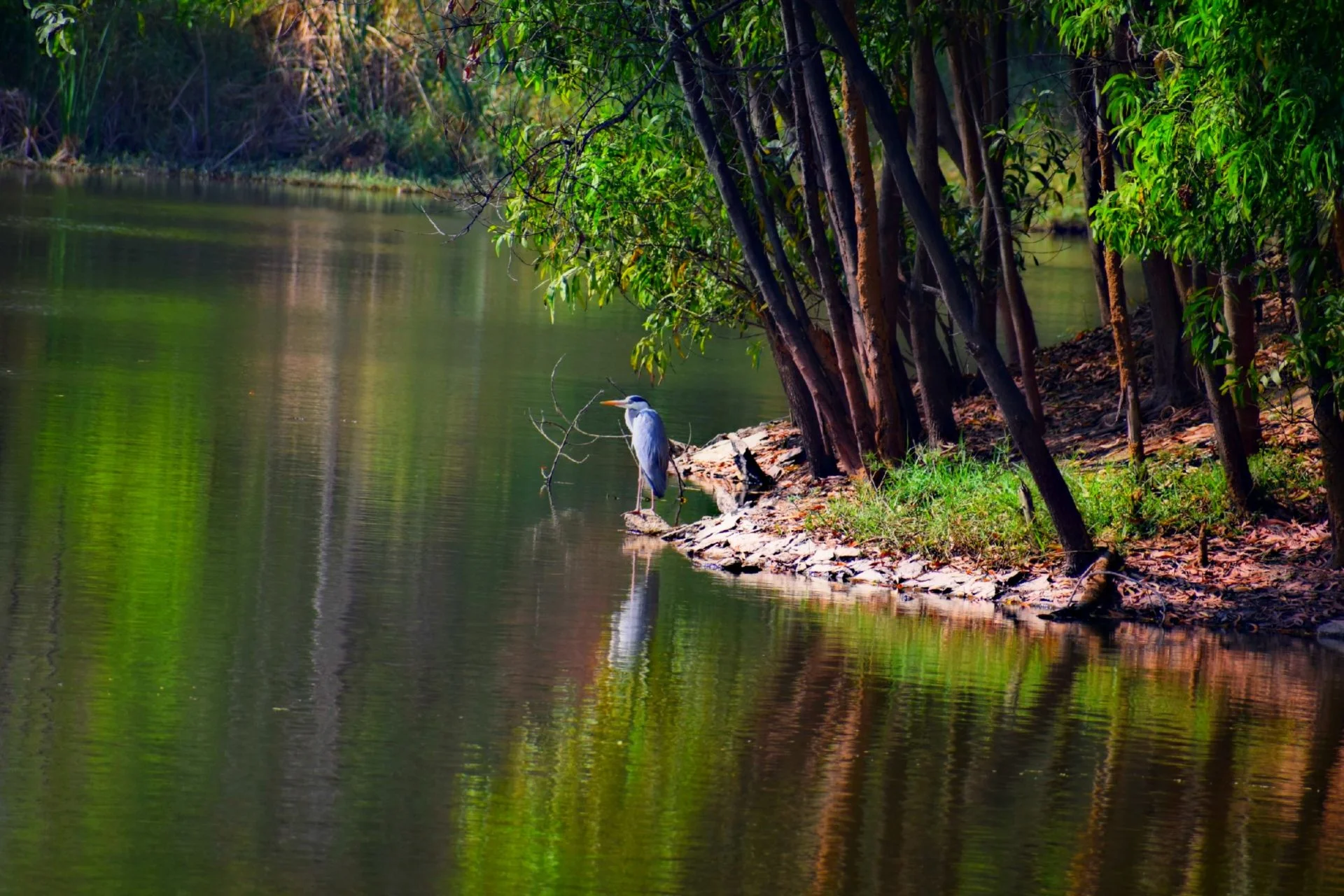 Nallurahalli Lake Park